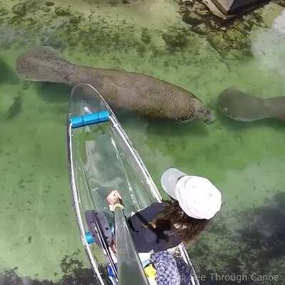 🔥 Waiting for a line of Manatees to pass by