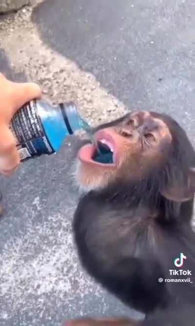 Chimp Drinks Power ade