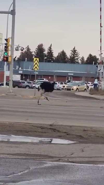 An ostrich got loose in Taber Alberta Canada [Not OC]