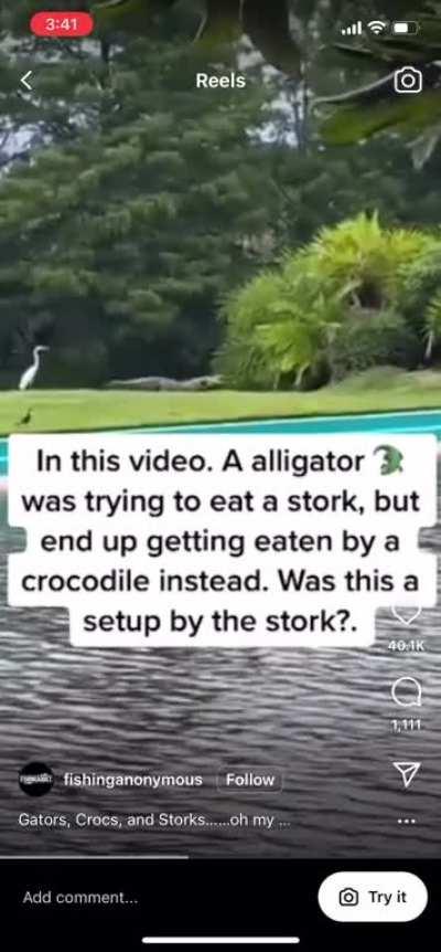 alligator attempts to eat stork, gets caught by huge croc