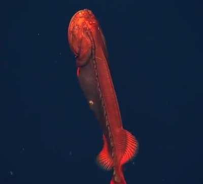 Extremely rare sighting of a whalefish at a depth of 6,600 ft. Sightless, it relies on a network of sensory pores that run over the head and down the length of the sh- um... body.