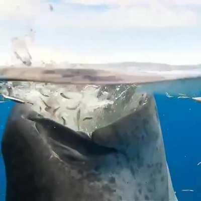 🔥 Whale Shark feeding process