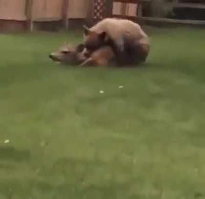 A bear brutally taking down a deer in someone’s backyard