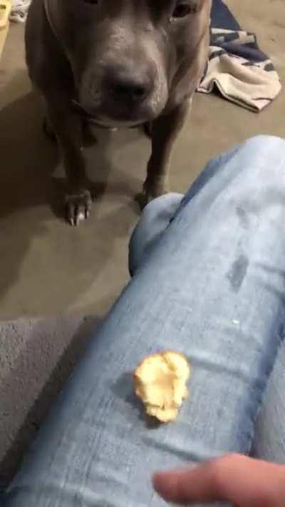 Different way to ask for a treat