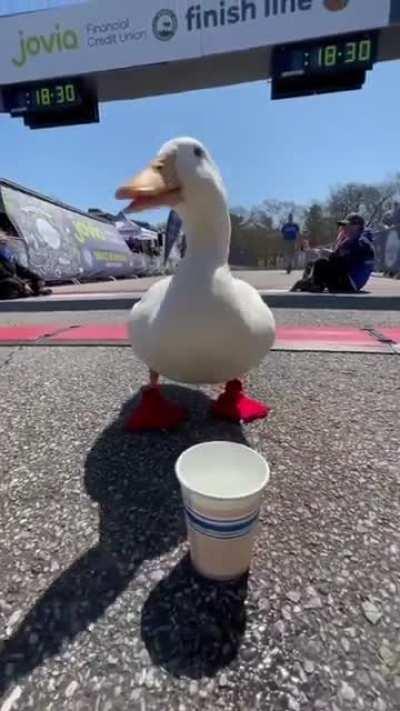 Wrinkle the duck ran the Long Island Marathon and won a medal