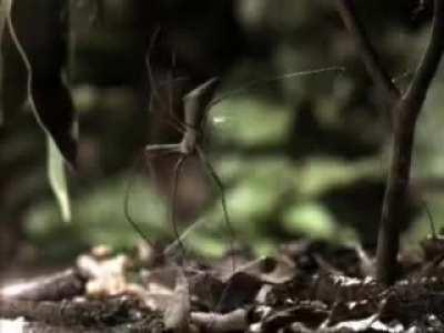 🔥 Gladiator Spider hunting technique 🔥