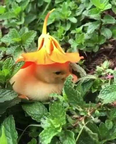 Little duckling wearing a flower as Hat 😍