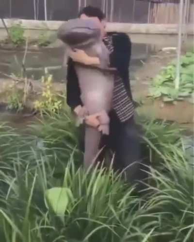 Farmer finds a Giant Salamander in his crop