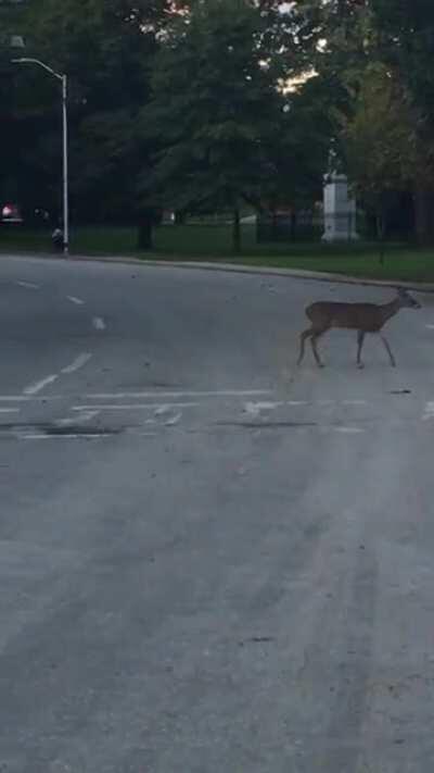 Some deer on Harford Road near the bridge construction. I often see these guys on my way home from work. Video from about a month ago.