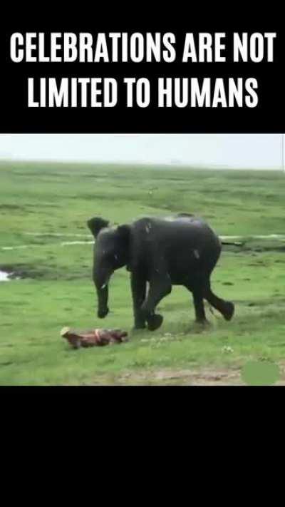 This is how Elephants welcome the new born