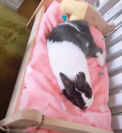 Bunny fluffing her bed for night night time