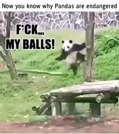 Gravity affects pandas to