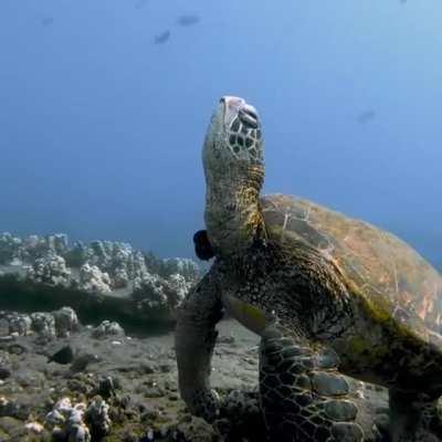 🔥 Big Sea Turtle Having A Nap 🔥