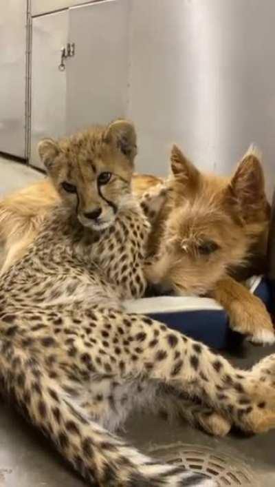 A cheetah cub messing around with their pupper companion