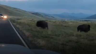 🔥 This bison ramming the shit out of another bison