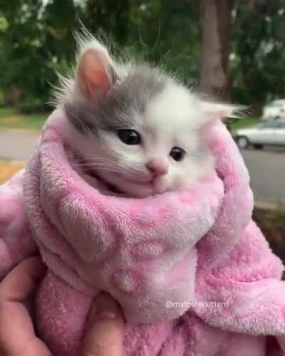 Kitty wrap