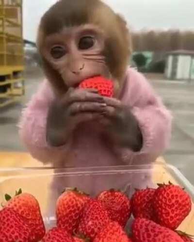 Monke eating strawbies