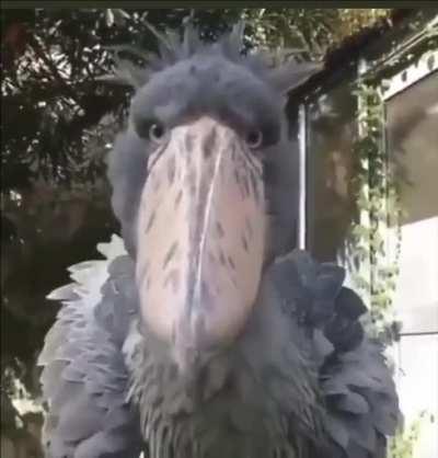 🔥 I refuse to believe that Shoebills are real 🔥