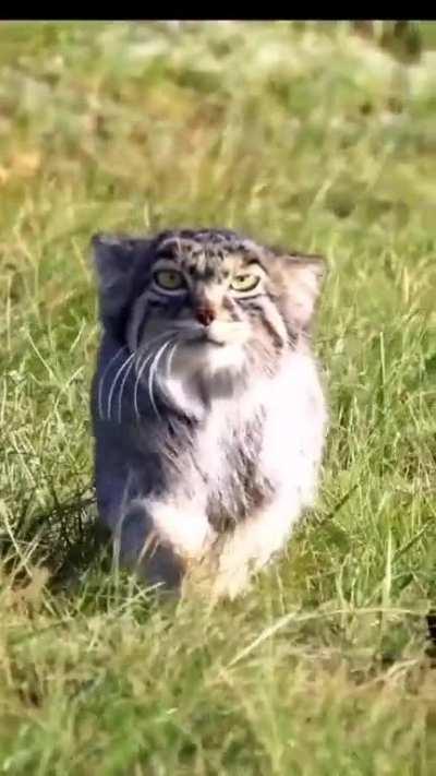 Pallas cat walk