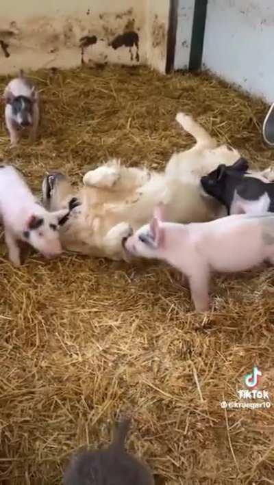 RaBiD dOg riPs deFenSeLEss fArM aNimALs aParT