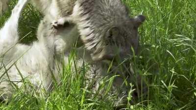 🔥 Grey Wolf asserting dominance over its pack mate