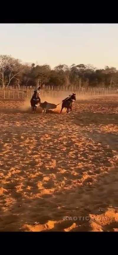 Horse throws rider onto barbed wire.