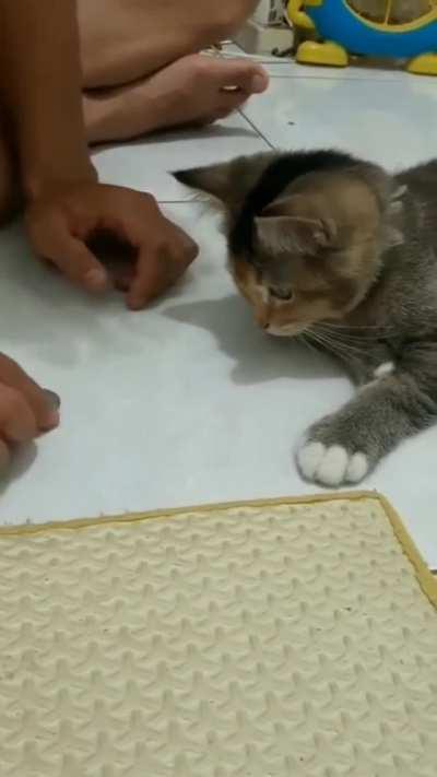 Cat learns or accidentally does a magic trick?