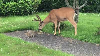 A deer and bunny caught kissing in Oregon