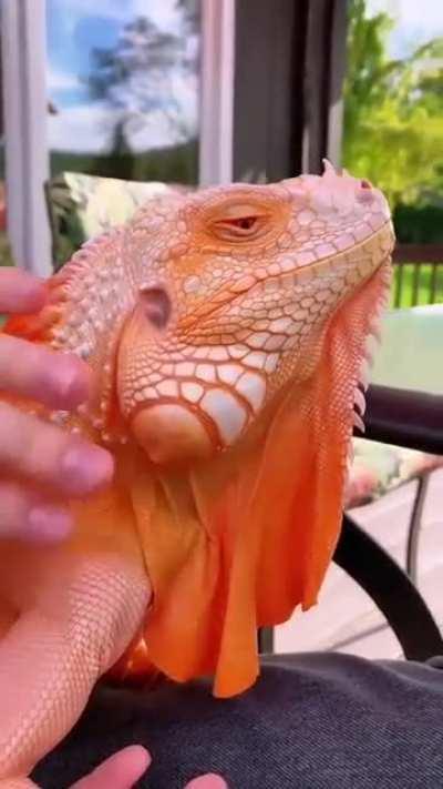 🔥 How lit is this Albino Super Crimson Igauna