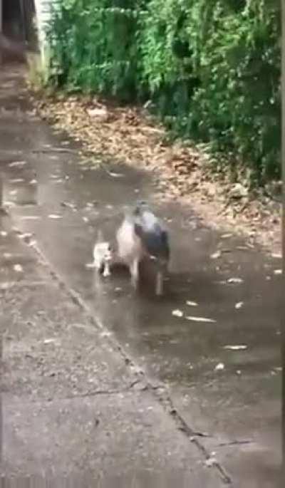 Dog saves a kitten from cold wet