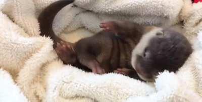 Meet Mocha, a 7-week old Asian small clawed otter born to parents Dolce (dad) and Latte (mom)!