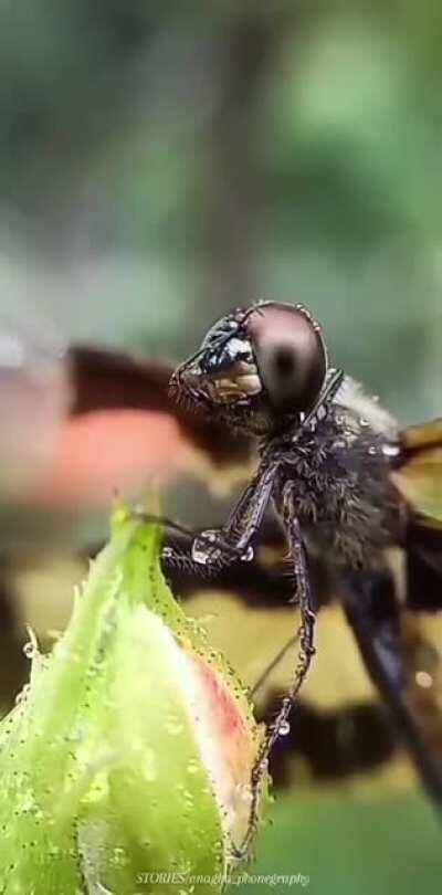 A dragonfly in the rain.