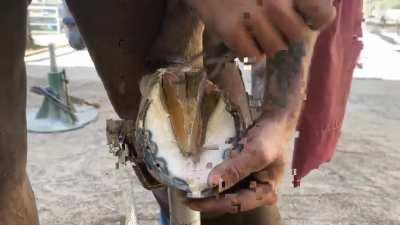 Full video of Farrier getting down