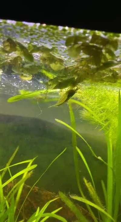 I was wondering why all my my floating plants were flipped over, then saw this turd…