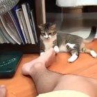 SiCK fUck poISOnS innoCEnt cAT to DeAth