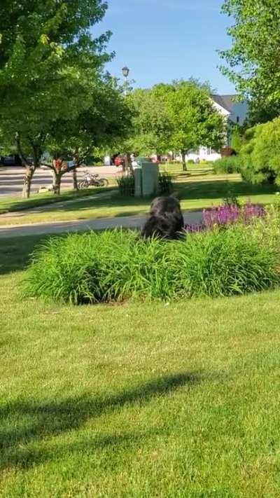 A dog and his lost ball