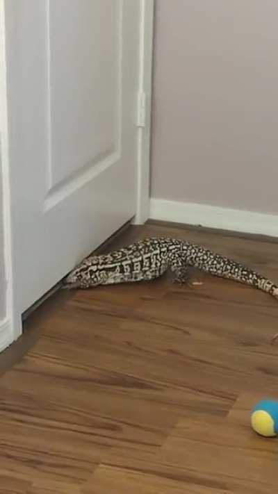 Very determined tegu- there is nothing in the hallway that needs your attention Willow