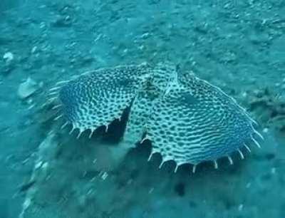 The flying gurnard (Dactylopterus volitans) is a bottom-dwelling fish of tropical to warm temperate waters on both sides of the Atlantic Ocean. These fish typically have very colorful and over-sized wing-like pectoral fins.