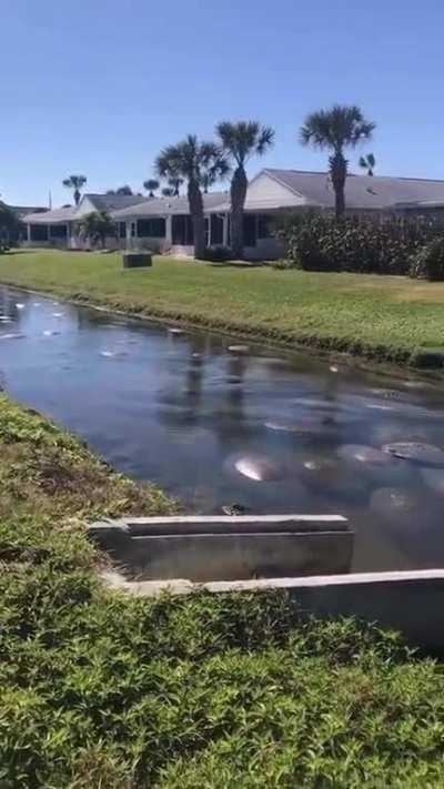 Florida Canal full with hundreds of Manatees!