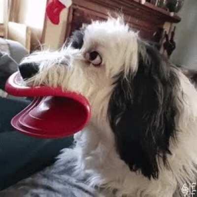 Dog chewing on a frisbee.