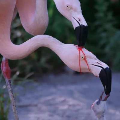 Flamingo feeding its baby