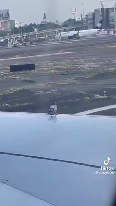 Pigeon on plane wing