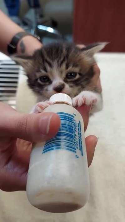 Feeding kitten at work