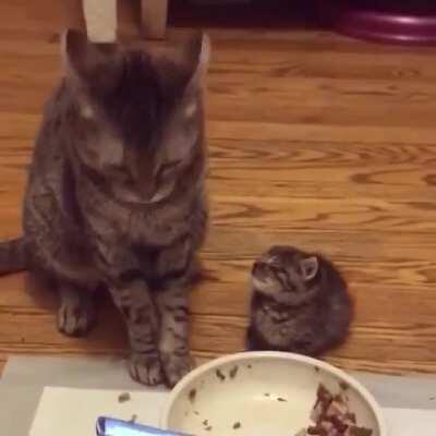 Little kitten falls asleep in the middle of a meal