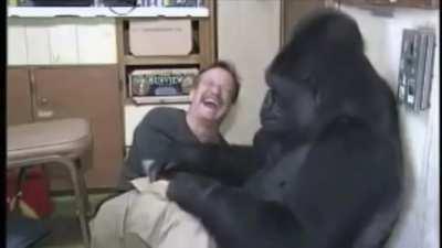 Robin Williams with Koko the gorilla, who knew 1,000 signs and understood 2,000 words. Koko also mourned after Robin Williams death.