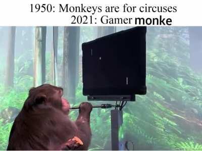 Next monke becomes the biggest streamer