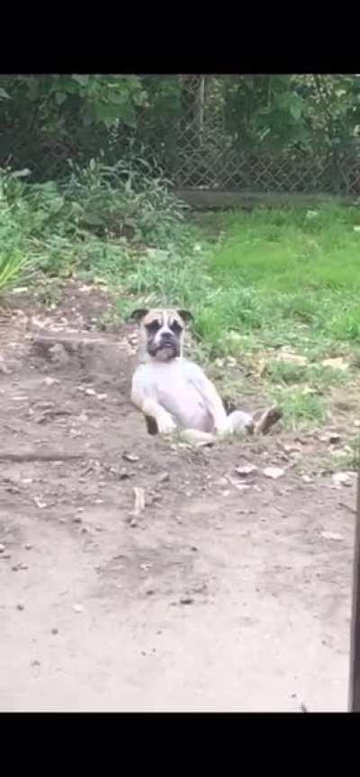 Doggo sitting in a hole that he dug