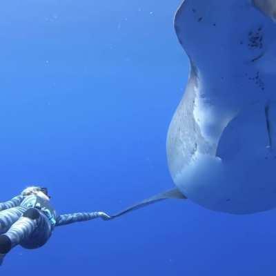 Believed to be the biggest great white shark ever recorded near the island of Oahu, Hawaii - Notice the multiple scars caused by other sharks, nets, propellers, mating, breeding, etc.