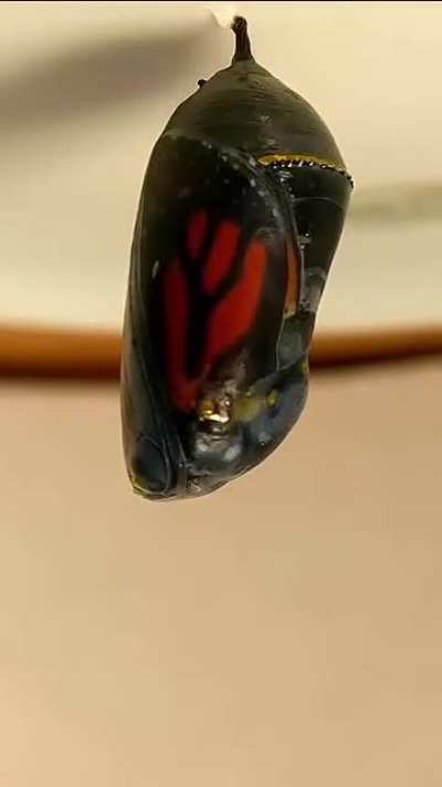 A monarch caterpillar going through a full metamorphosis