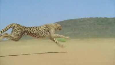 🔥 Cheetah accelerating to over 100 km/h (62.0 mph).